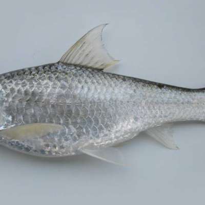ปลาขาวน้อย Profile Picture